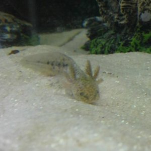 Stimpy