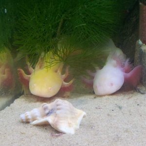 (Brothers or Sisters) Nugget and Shroom