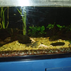 Front view of tank