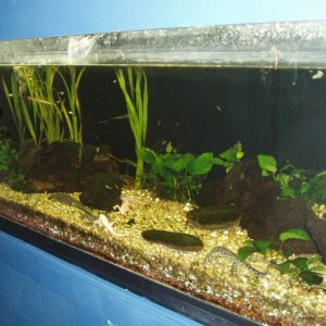 Whole view of tank