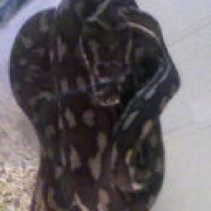 Coiley