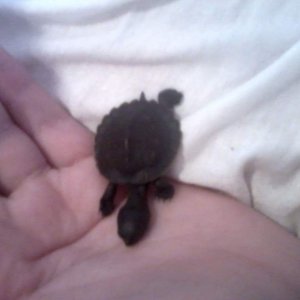 Nuggy, My Fav Pic <3