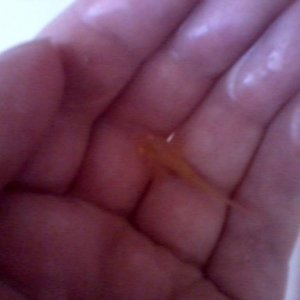 Baby Golden! {still in water of course} One Of My Gorgeous Little Babys!