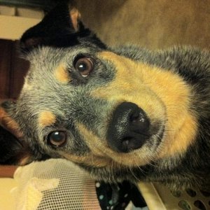 Cookies?