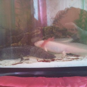 This is Dave and Lottie :)