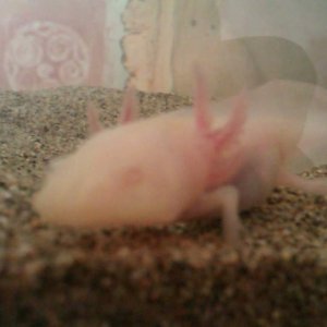 Having a nosey at the camera...