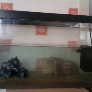 The tank set up, i know it's a little basic but, i'm working on it :)