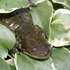 Ambystoma m. diaboli