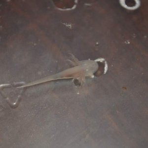 DSC 0386