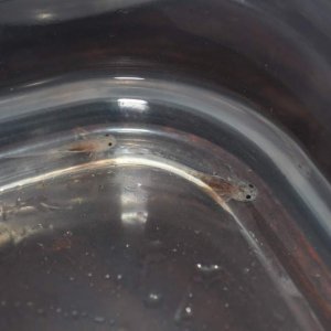 DSC 0367