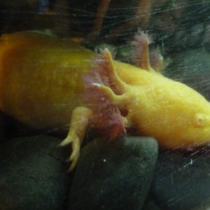 'Fatty-fats', slightly traumatized after laying 300+ eggs for the first time and thus looking the slimmest she's ever been ;)