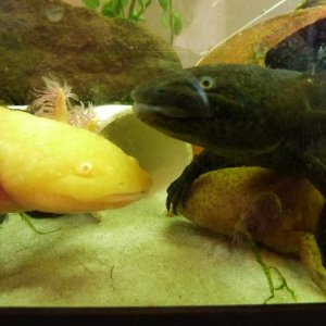 they have the whole tank but noooo they choose to clamber over one-another just to say hi :)