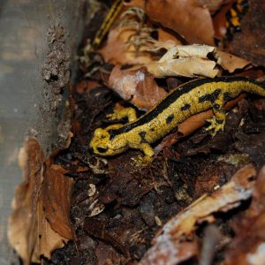 Salamandra s. bernardezi