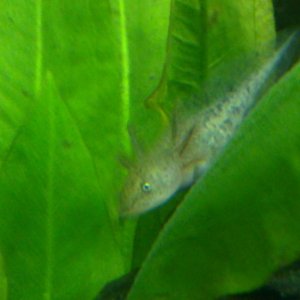 Trying to hide
