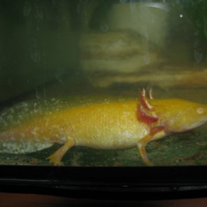 Acebod