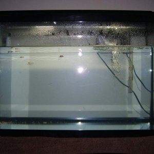 September 3, 2011

This is my 29 Gallon tank prior to its decoration and axolotls. Fish have been added as guinea pigs to ensure the safety of my axol