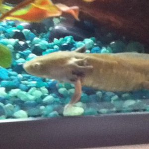 Holding in my fish tank while i fixed up his new home