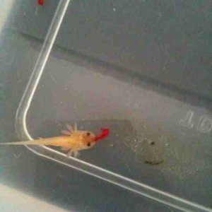 Klaus sucking on a bloodworm :)