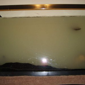 September 5, 2011

...The water was so clear before...

Today my mother and I visited Big Al's to purchase supplies and examine the axolotls they poss