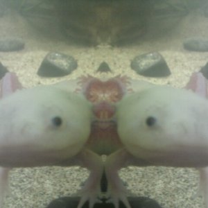 2 headed axy