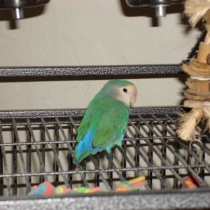 Fidget
