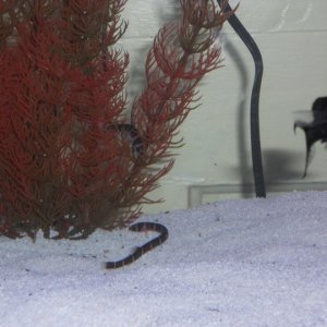 Kuhli Loaches