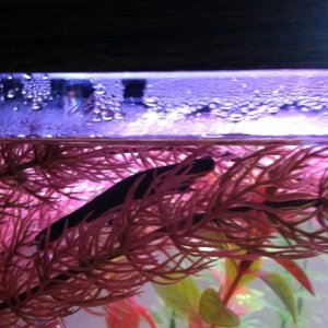 Newt hiding