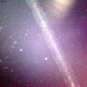 Thread worm. I believe that the thread worm also has a taste for the Euglena.