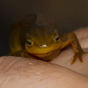 Newts28