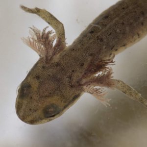 Newts23
