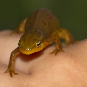 Newts29