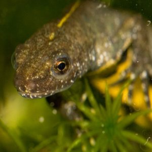 Newts15