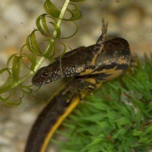 Newts72