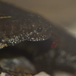 Newts78
