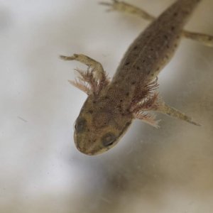 Newts20