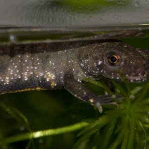 Newts12