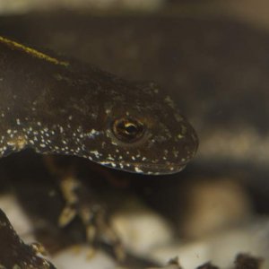 Newts76