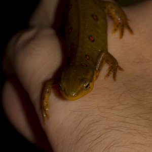 Newts31