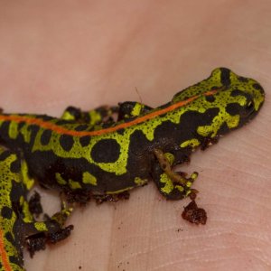 Newts54