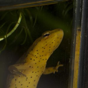 Newts11