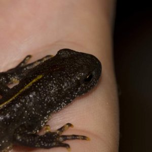Newts43