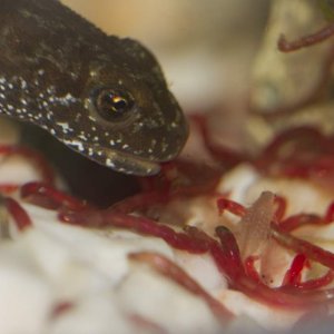 Newts77