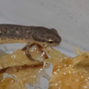 Newts41