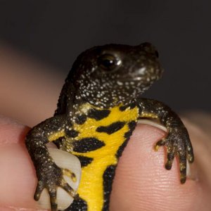 Newts45