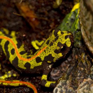 Newts62