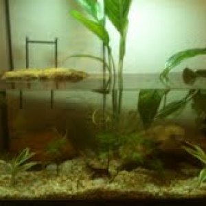 Its a 30 gallon tank with all live plants and a filter in the back currently it is housing one female Pachytriton labiatus.