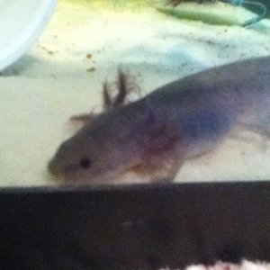 Quint :)