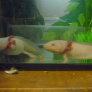 My new pair together, Ophelia and Hamlet I think.