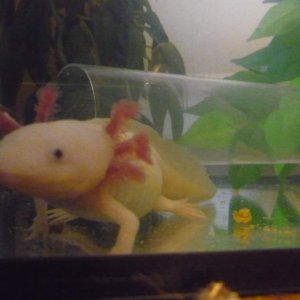 Ophelia, time for you're closeup!
