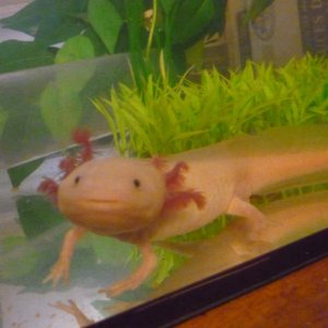awww, dat face! Hamlet looking too cute.